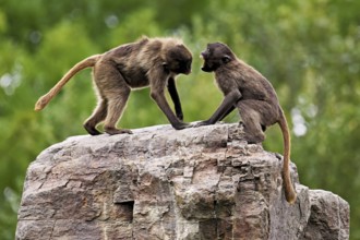 Two djeladas or blood-breasted baboons (Theropithecus gelada), in a playful fight on rock, captive,