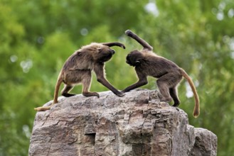 Two djeladas or blood-breasted baboons (Theropithecus gelada), in a playful fight on rock, captive,