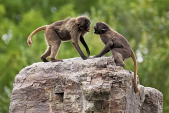 Two djeladas or blood-breasted baboons (Theropithecus gelada), in a playful fight on rock, captive,
