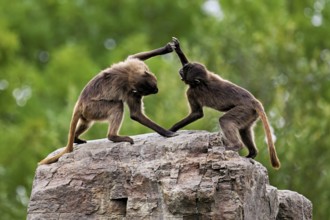 Two djeladas or blood-breasted baboons (Theropithecus gelada), in a playful fight on rock, captive,