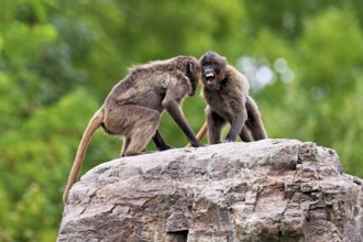 Two djeladas or blood-breasted baboons (Theropithecus gelada), in a playful fight on rock, captive,
