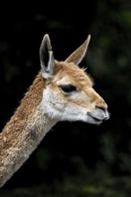 Vicuña (Vicugna vicugna), animal portrait, captive, occurrence South America
