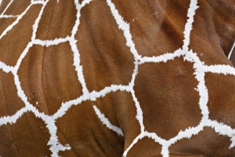 Reticulated giraffe (giraffa camelopardalis reticulata), close-up of the skin, captive, Switzerland