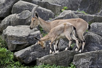 Nubian ibex (Capra nubiana), with young, captive, Switzerland