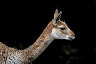 Vicuña (Vicugna vicugna), animal portrait, captive, occurrence South America