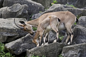 Nubian ibex (Capra nubiana), with young, captive, Switzerland