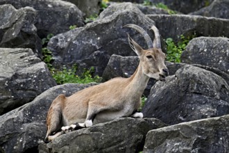 Nubian ibex (Capra nubiana), sitting on rock, captive, Switzerland