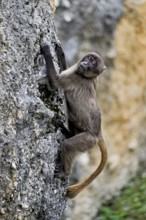 Djelada or blood-breasted baboon (Theropithecus gelada), old animal climbing on rock, captive,