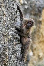 Djelada or blood-breasted baboon (Theropithecus gelada), old animal climbing on rock, captive,