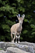 Nubian ibex (Capra nubiana), young animal standing on rock, captive, Switzerland