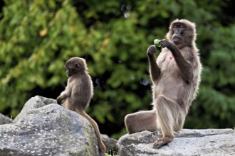 Djelada or blood-breasted baboon (Theropithecus gelada), old animal with young sitting on a rock,