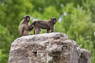 Djeladas or blood-breasted baboons (Theropithecus gelada), grooming, Lausen, captive, Switzerland