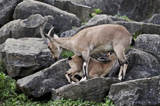 Nubian ibex (Capra nubiana), young animal drinking its mother's milk, captive, Switzerland