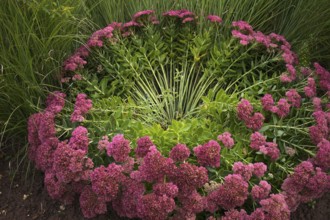 Stonecrop, also Sedum, blown away by the wind, storm, Stuttgart, Baden-Württemberg, Germany