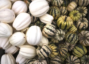 Acorn Squash, sweet dumpling, pumpkin, pumpkins, stall, market, Stuttgart, Baden-Württemberg,