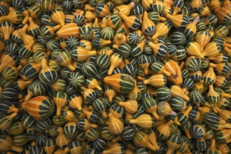 Ornamental pumpkins, pumpkin, pumpkins, stall, market, Stuttgart, Baden-Württemberg, Germany