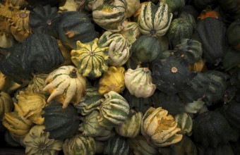 Crown ornamental pumpkin, crown pumpkin, pumpkin, pumpkins, stall, market, Stuttgart,