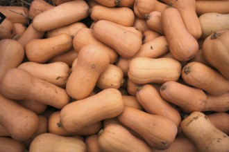 Butternut squash, pumpkins, stall, market, Stuttgart, Baden-Württemberg, Germany