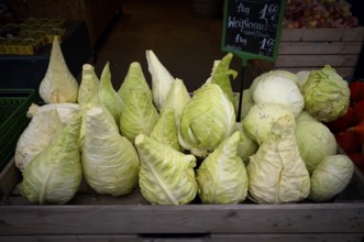 Pointed cabbage, pointed cabbage, display, market stall, farm shop, direct sales, Stuttgart,