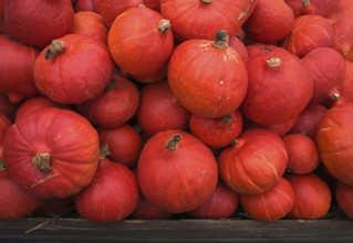 Red Hokkaido pumpkin, pumpkins, stall, market, Stuttgart, Baden-Württemberg, Germany