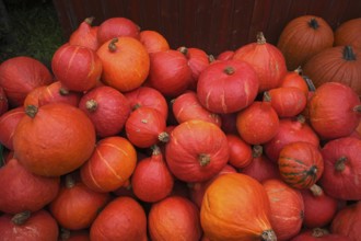 Red Hokkaido pumpkin, pumpkins, stall, market, Stuttgart, Baden-Württemberg, Germany