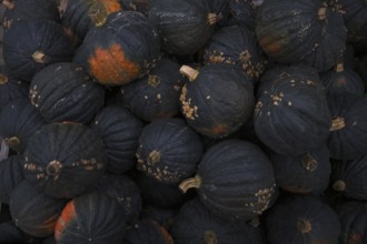 Green Hokkaido pumpkin, pumpkins, stall, market, Stuttgart, Baden-Württemberg, Germany