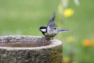 Great tit (Parus major), bird bath, water, garden, cute, Germany, A great tit is sitting on the