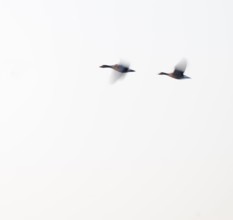 Greylag goose (Anser anser), two greylag geese in flight, motion blur, long exposure, dragging,