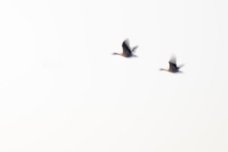 Greylag goose (Anser anser), two greylag geese in flight, motion blur, long exposure, dragging,