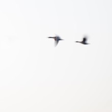 Greylag goose (Anser anser), two greylag geese in flight, motion blur, long exposure, dragging,