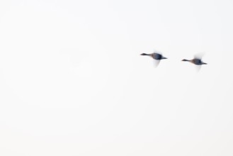 Greylag goose (Anser anser), two greylag geese in flight, motion blur, long exposure, dragging,