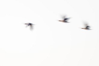Greylag goose (Anser anser), three greylag geese in flight, motion blur, long exposure, dragging,