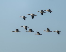 Greylag goose (Anser anser), a flock of greylag geese in flight, blue sky, Lower Saxony, Germany