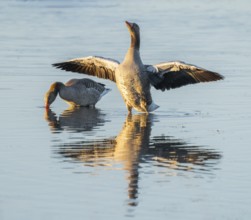 Greylag goose (Anser anser) two greylag geese standing in the shallows of a wetland, one goose