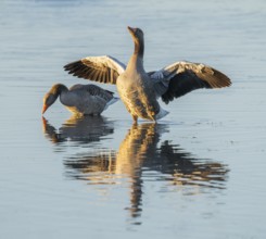 Greylag goose (Anser anser) two greylag geese standing in the shallows of a wetland, one goose