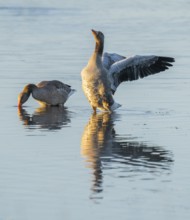 Greylag goose (Anser anser) two greylag geese standing in the shallows of a wetland, one goose