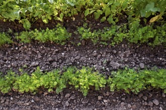 Carrot herb, carrot, garden carrot, carrot root, yellow turnip (Daucus carota subsp. sativus)