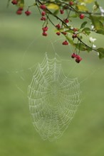 Spider web with morning dew on the fruit of the Common spindle bush (Euonymus europaeus), also