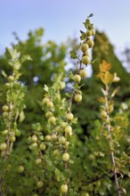 Fruit of the gooseberry (Ribes uva-crispa)