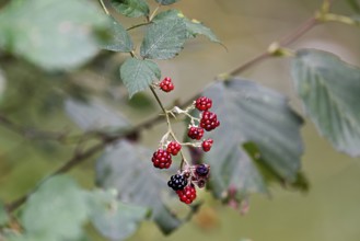 Colourful mix of ripe black and unripe red blackberries (Rubus), on a deciduous shrub, Switzerland