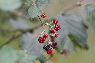 Colourful mix of ripe black and unripe red blackberries (Rubus), on a deciduous shrub, Switzerland