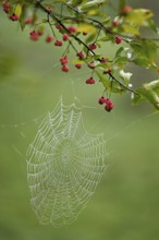 Spider web with morning dew on the fruit of the Common spindle bush (Euonymus europaeus), also