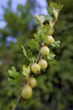 Fruit of the gooseberry (Ribes uva-crispa)
