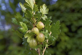 Fruit of the gooseberry (Ribes uva-crispa)