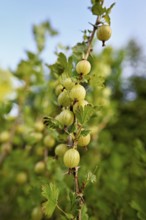 Fruit of the gooseberry (Ribes uva-crispa)