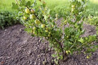 Fruit of the gooseberry (Ribes uva-crispa)