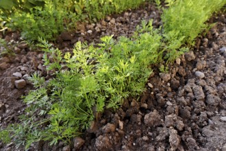 Carrot herb, carrot, garden carrot, carrot root, yellow turnip (Daucus carota subsp. sativus)