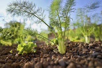 Herb and bulb of fennel (Foeniculum vulgare), spice and medicinal plant