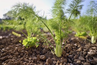 Herb and bulb of fennel (Foeniculum vulgare), spice and medicinal plant