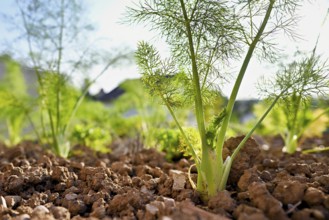 Herb and bulb of fennel (Foeniculum vulgare), spice and medicinal plant
